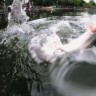 Splash Popper 31 101