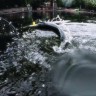 Splash Popper 31 101