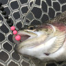 Goose 122