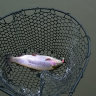 Goose 132