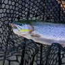 Iron Stick 2,1g 205
