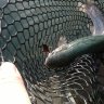 Carabus 2,5g 122