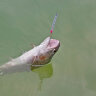 Magic Stick 0,9g 024