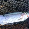 Iron Stick 2,8g 008