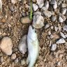 Iron Stick 2,8g 012
