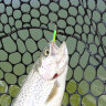 Magic Stick UL 204
