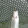 Magic Stick UL 307