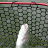 Magic Stick UL 321