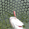 Magic Stick UL 202
